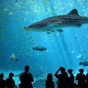 Antalya Akvaryum Turu - Dünyanın en uzun tünel akvaryumu, Kemer'den tur
