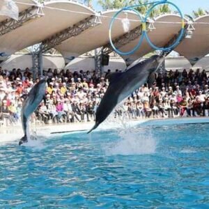 Dolphinarium Yunus Gösterisi - Antalya'da yunuslarla eğlenceli gösteri